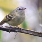 Buff-banded Tyrannulet (image by János Oláh)