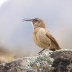 Buff-breasted Earthcreeper (image by János Oláh)