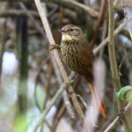 Buff-browed Foliage-gleaner (image by János Oláh)