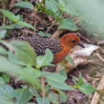 Buff-spotted Flufftail (image by Pete Morris)