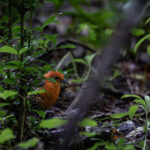 Buff-spotted Flufftail (image by Simon Mitchell)