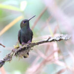 Buff-thighed Puffleg (image by János Oláh)