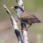 Bush Blackcap (image by Simon Mitchell)