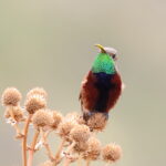 Wedge-tailed Hillstar (image by János Oláh)
