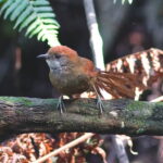 Cabanis's Spinetail (image by Leo Garrigues)