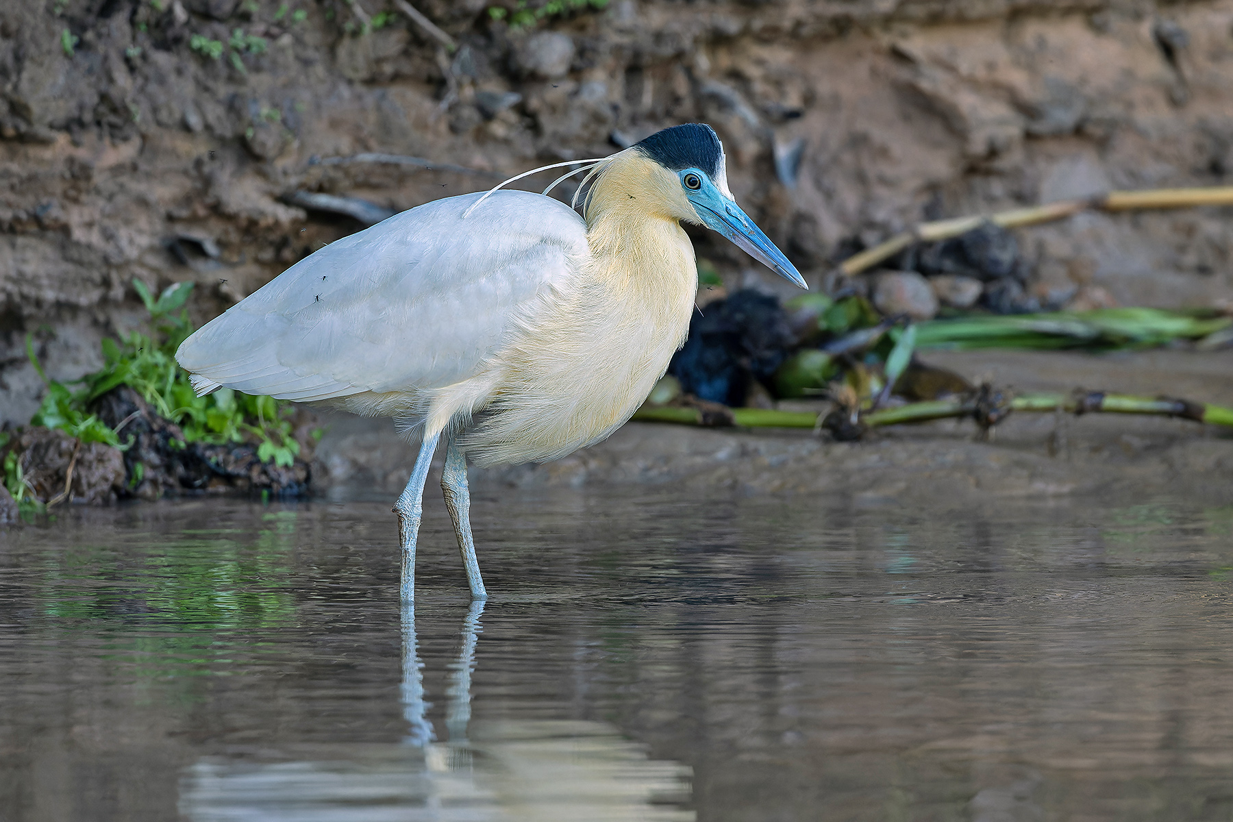 Capped Heron (image by Pete Morris)