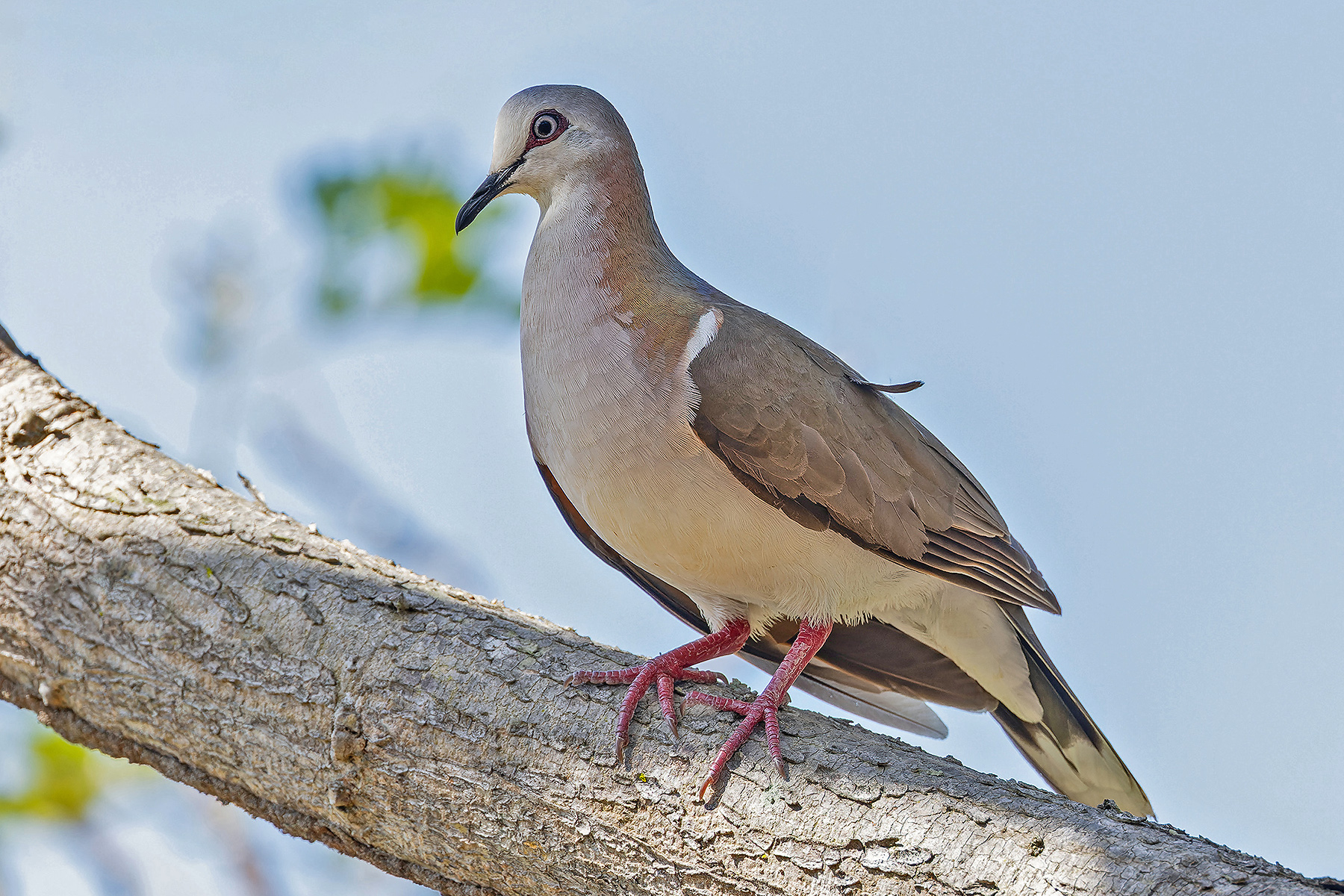 Caribbean Dove (image by Pete Morris)
