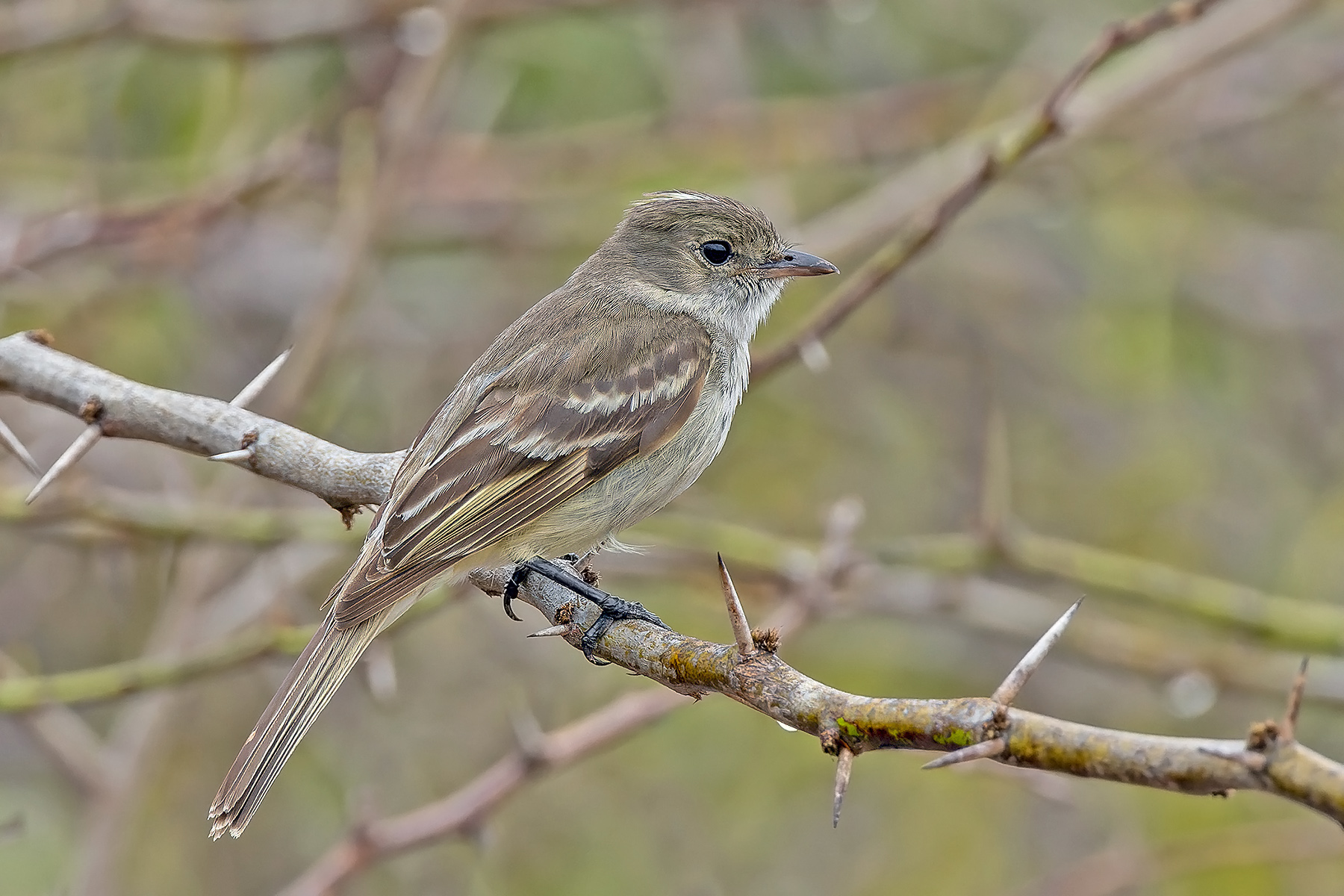 Caribbean Elaenia (image by Pete Morris)