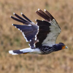 Carunculated Caracara (image by Leonardo Garrigues)
