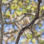 Chestnut-backed Sparrow-Weaver (image by Pete Morris)