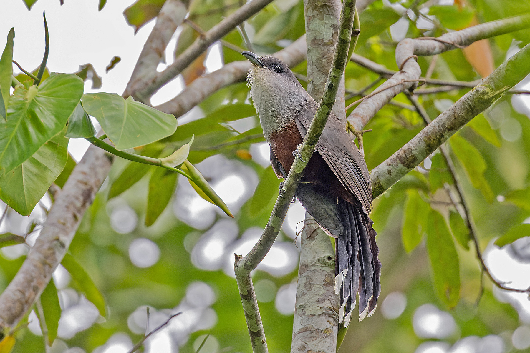 Chestnut-bellied Cuckoo (image by Pete Morris)