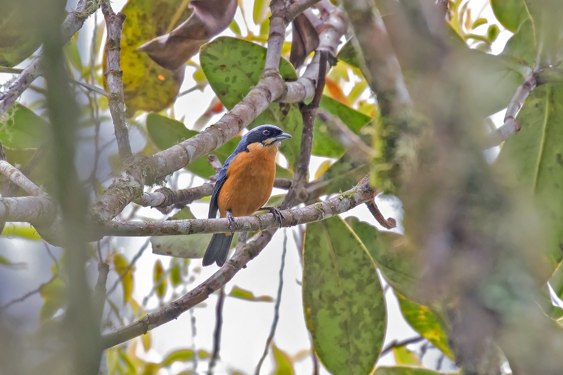 Chestnut-bellied Mountain Tanager (image by Pete Morris)