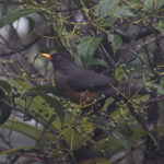 Chestnut-bellied Thrush (image by Leonardo Garrigues)