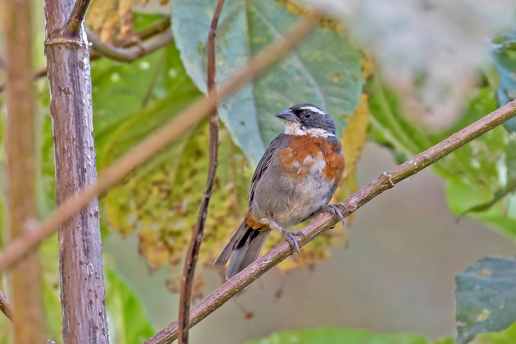 Chestnut-breasted Mountain Finch (image by Pete Morris)
