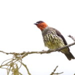 Chestnut-crested Cotinga (image by János Oláh)