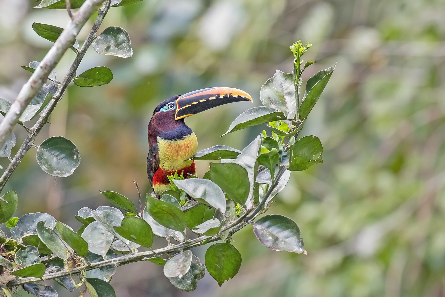 Chestnut-eared Aracari (image by Pete Morris)