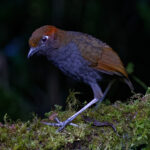 Chestnut-naped Antpitta (image by Leonardo Garrigues)