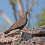Chestnut-quilled Rock Pigeon (image by Richard Drew)