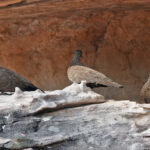 Chestnut-quilled Rock Pigeons (image by Richard Drew)