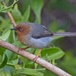 Chirinda Apalis (image by Pete Morris)