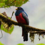 Choco Trogon (image by Leonardo Garrigues)