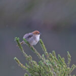 Churring Cisticola (image by Pete Morris)