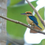 Cinnamon-banded Kingfisher on Leti (image by Craig Robson)
