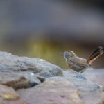Cinnamon-breasted Warbler (image by Simon Mitchell)