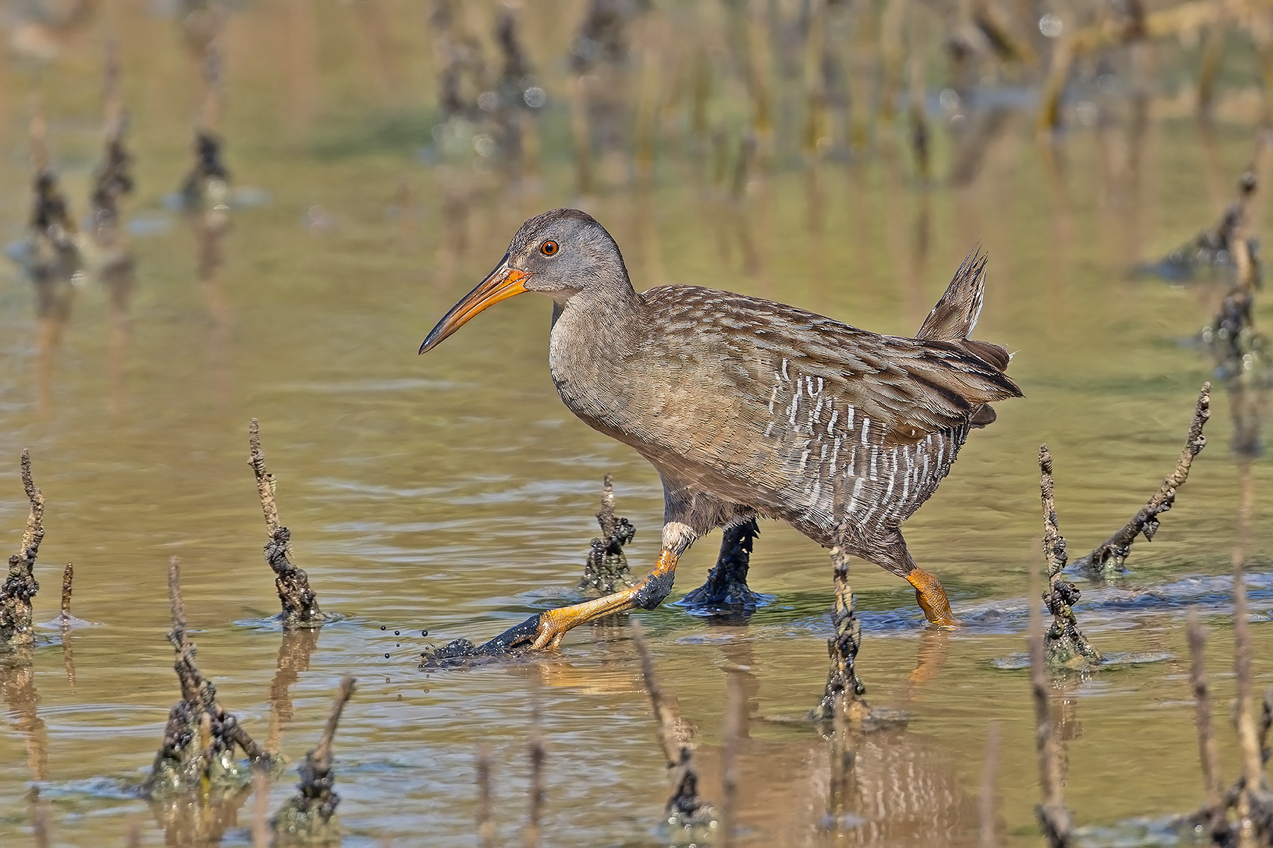 Clapper Rail (image by Pete Morris)