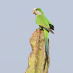 Cliff Parakeet (image by János Oláh)