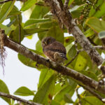 Cloud-forest Pygmy Owl (image by Leonardo Garrigues)