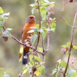 Cochabamba Mountain Finch (image by János Oláh)