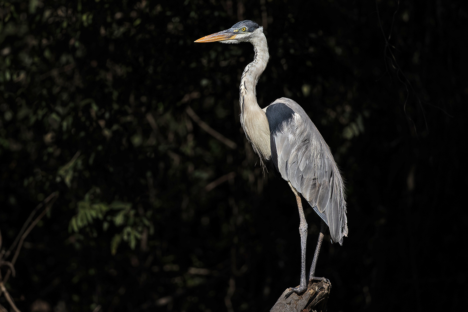 Cocoi Heron (image by Pete Morris)