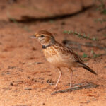 Collared Lark (image by Mark Beaman)