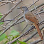 Collared Palm Thrush (image by Pete Morris)