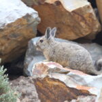 Common Mountain Viscacha (image by János Oláh)
