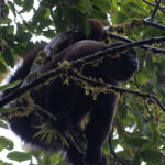Common Woolly Monkey (image by Leonardo Garrigues)