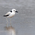 Crab-plover (image by Mark Beaman)