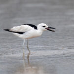 Crab-plover (image by Mark Beaman)
