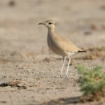 Cream-coloured Courser (image by John Oates)