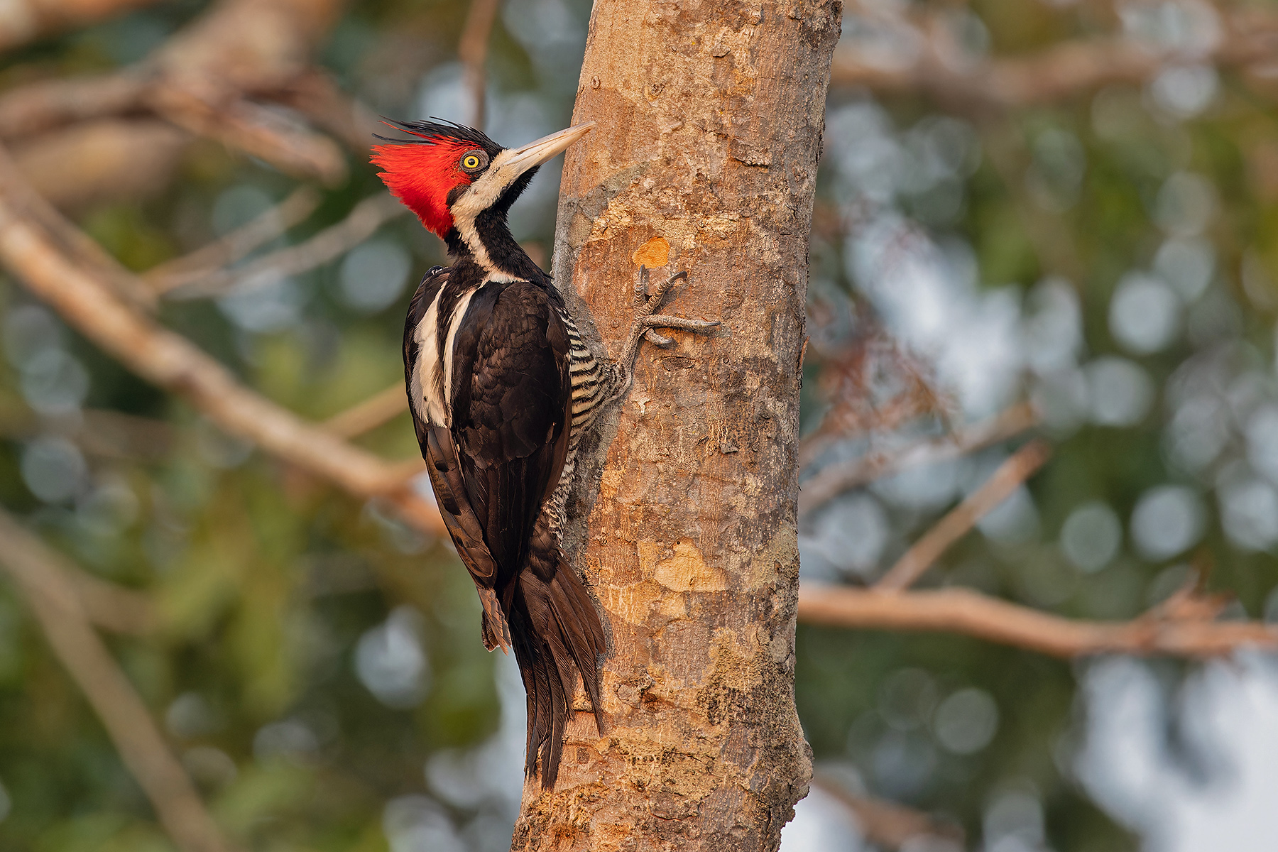 Crimson-crested Woodpecker (image by Pete Morris)