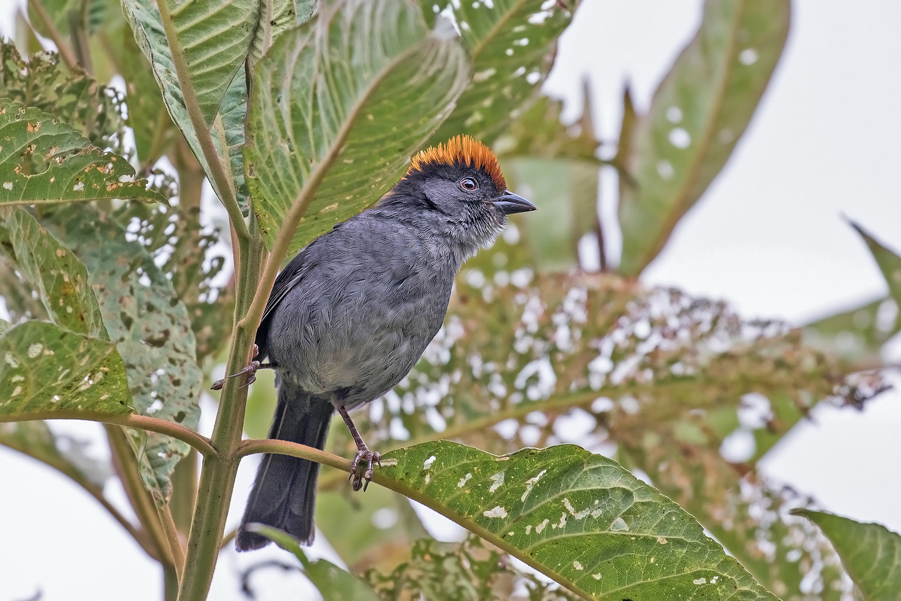 Cusco Brushfinch (image by Pete Morris)