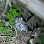 'Daallo' Scops Owl (image by Mark Beaman)
