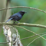 Damar Flycatcher (image by Mark Van Beirs)