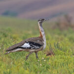 Denham's Bustard (image by Pete Morris)