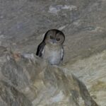 Desert Owl (image by John Oates)