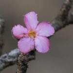 Desert Rose (image by John Oates)