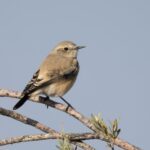 Desert Wheatear (image by John Oates)