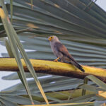 Dickinson's Kestrel (image by Pete Morris)