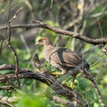 Djibouti Spurfowl (image by Mark Beaman)